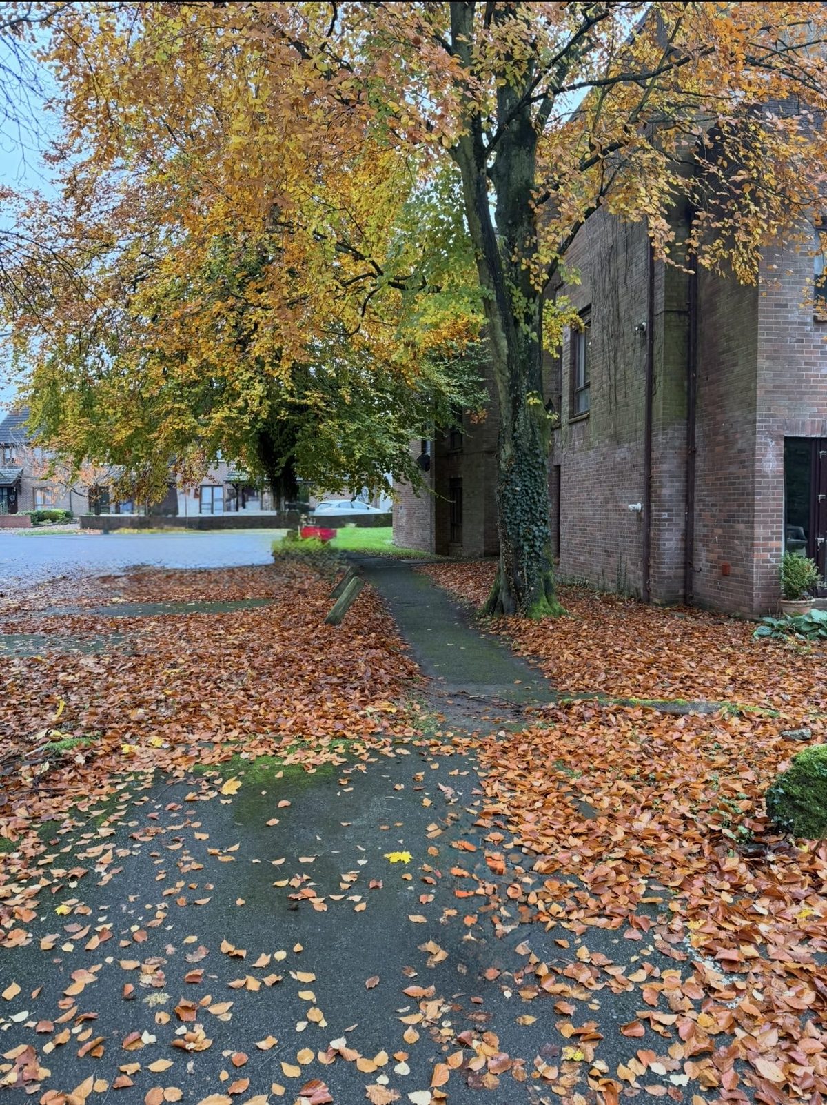 The entrance path under an autumn tree